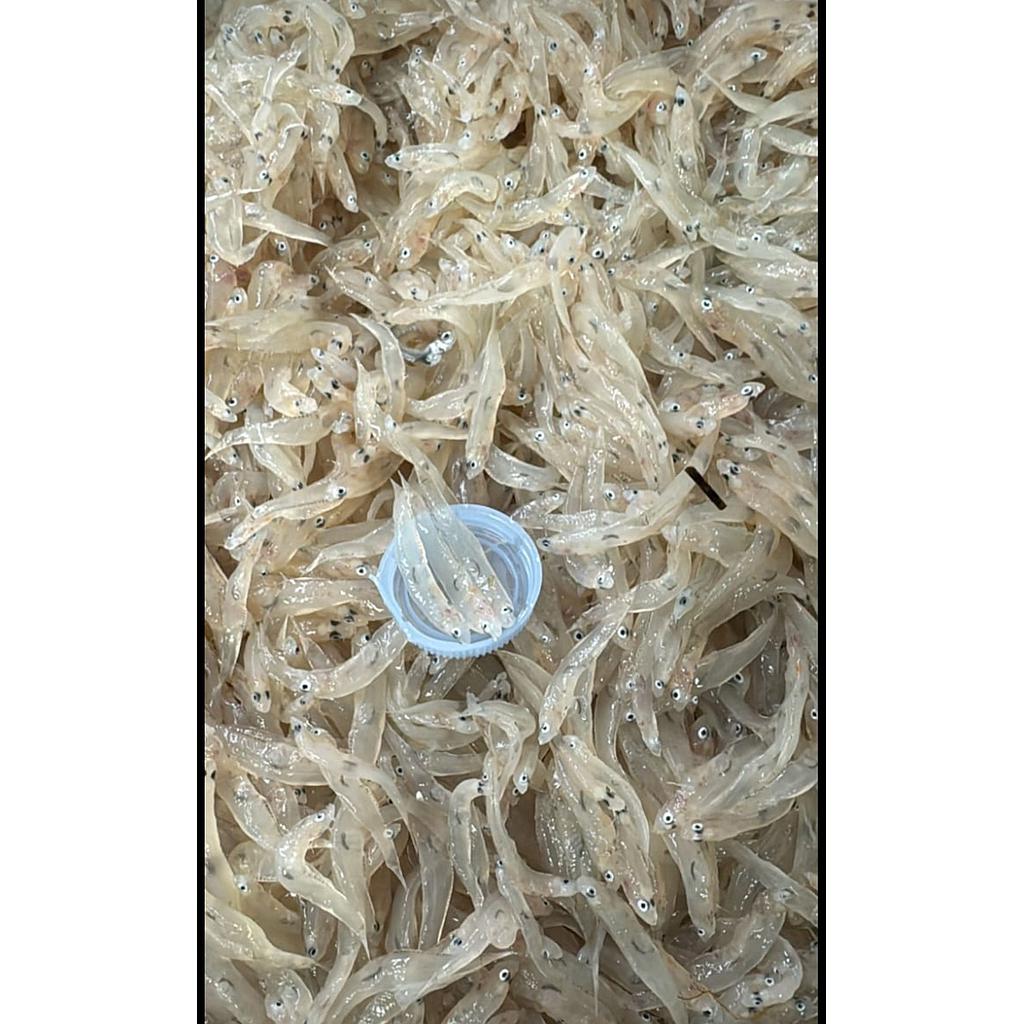 CHANQUETE / LLENGUETA (Bandeja 1kg) Aprox